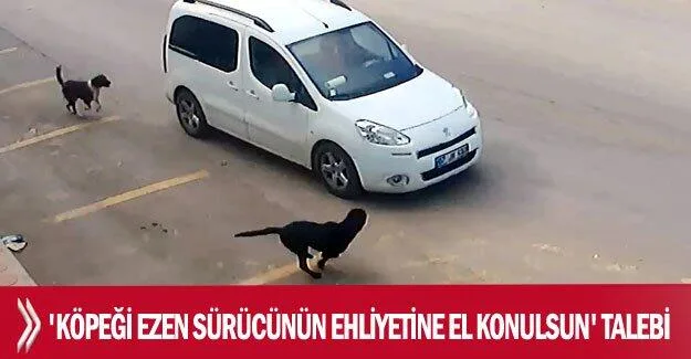 Antalya’da ‘Köpeği ezen sürücünün ehliyetine el konulsun’ talebi