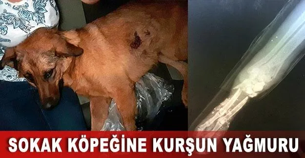 Sokak köpeğine kurşun yağmuru